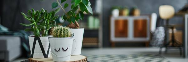 The Positive Effects Of Houseplants